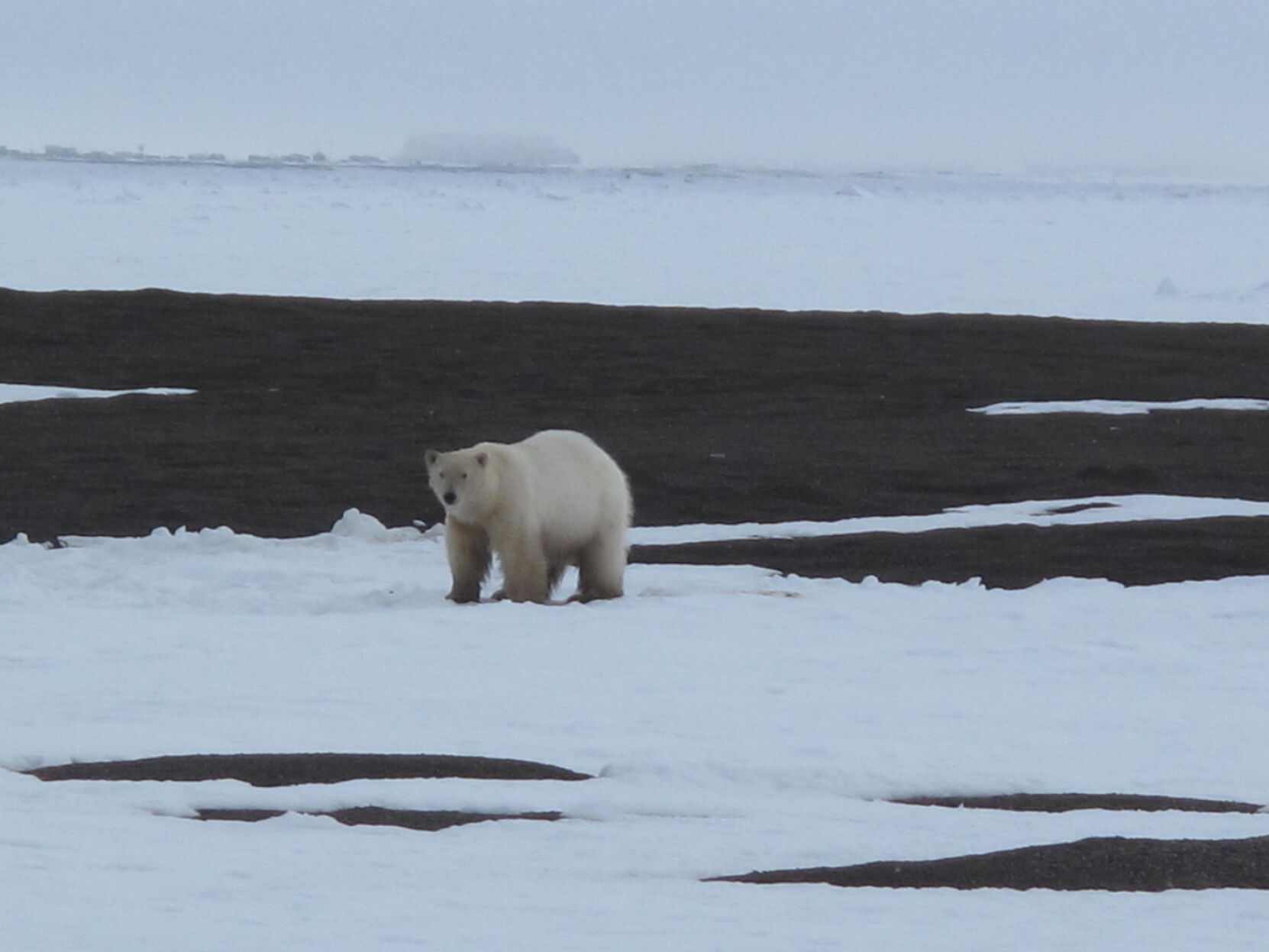 4. polar bear.JPG